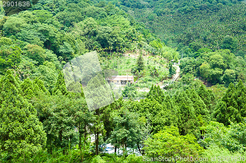 Image of Forest from top view