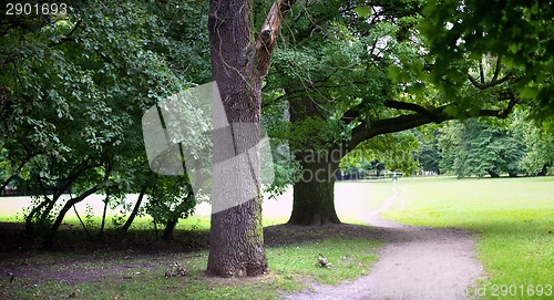 Image of Lush forest