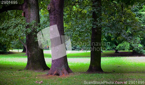 Image of Lush forest