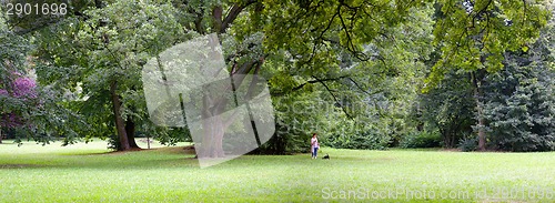 Image of Lush forest