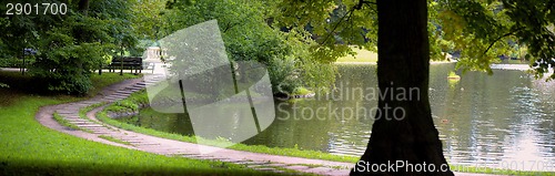 Image of Lush forest