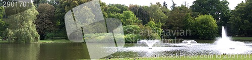 Image of Lush forest