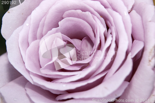 Image of Purple Rose