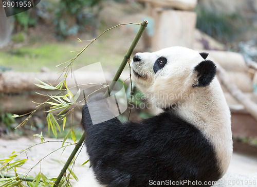 Image of Cute Giant Panda Eating Bamboo