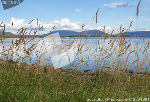 Image of ears of grass on a landscape