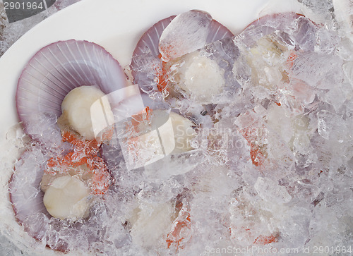 Image of Open scallops on ice