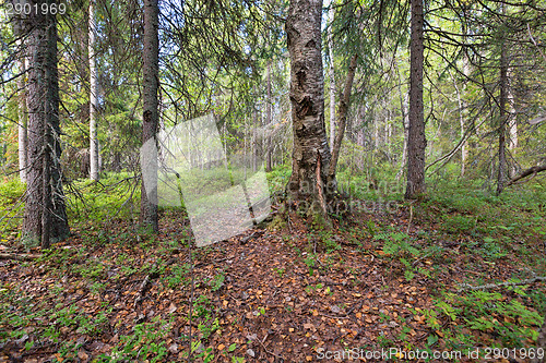 Image of Path through Enchanted Forest