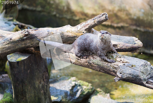 Image of Spotted-necked otter (Lutra maculicollis)