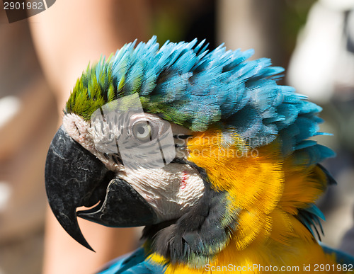 Image of A curious macaw