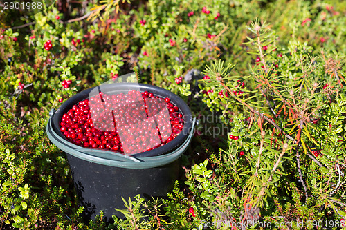 Image of bucket of cranberries in the forest