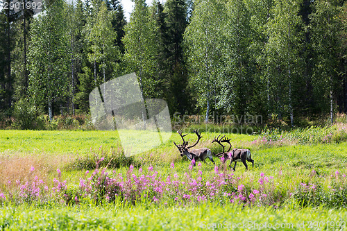 Image of deer in rut