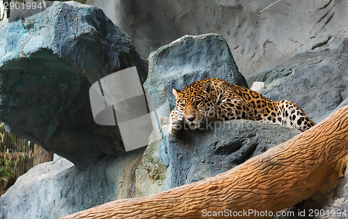 Image of An Amur Leopard gets some rest on a rock