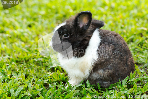 Image of Bunny rabbit sits quietly on the lawn.