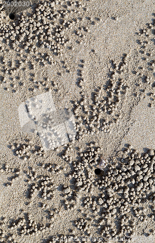 Image of small crab in the sand on the beach