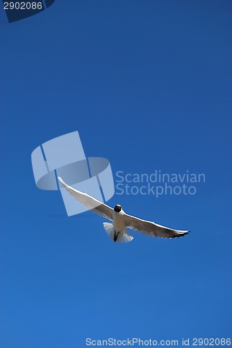 Image of Sea Gull