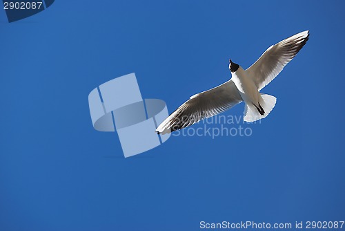 Image of Sea Gull