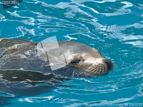 Image of Sea Cat