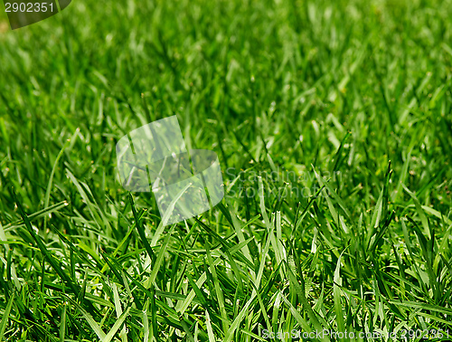 Image of Green Grass Background