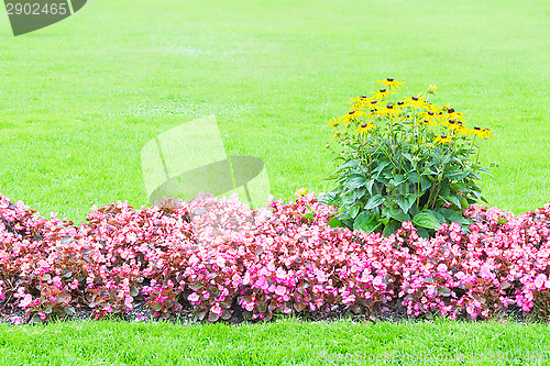 Image of Background of yellow and pink flowers