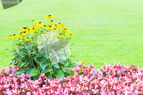 Image of Floral background with yellow and pink flowers