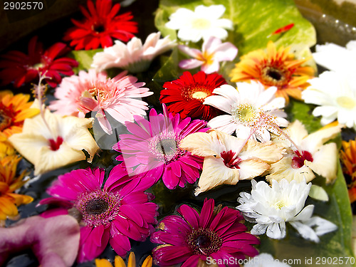 Image of Beautiful colored flowers in a flowerpot