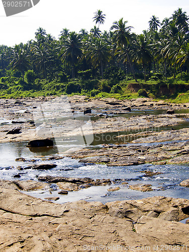 Image of Beautiful palm landscape on a river 