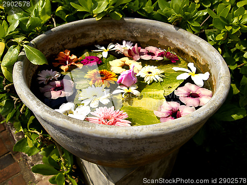 Image of Beautiful colored flowers in a flowerpot