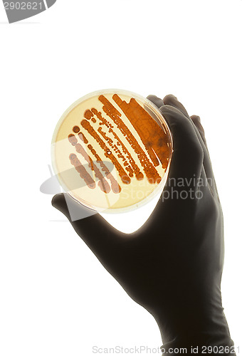 Image of Petrie dish with bacteria used for R&D