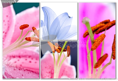 Image of Lily flowers collage