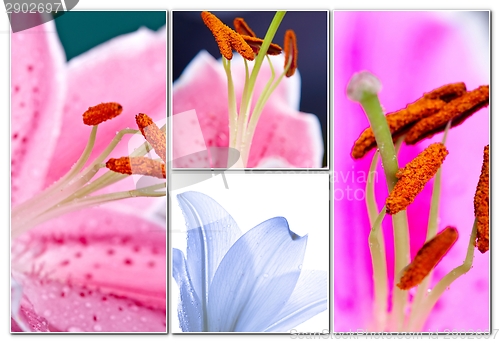 Image of Lily flowers collage
