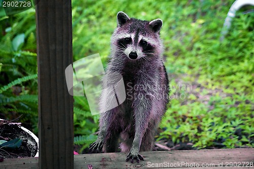 Image of curious raccoon standing on stair