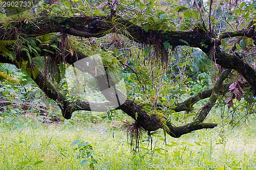 Image of twisting oak branches in sub tropics