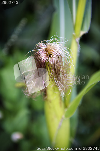 Image of corn plant