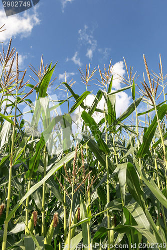 Image of corn plants