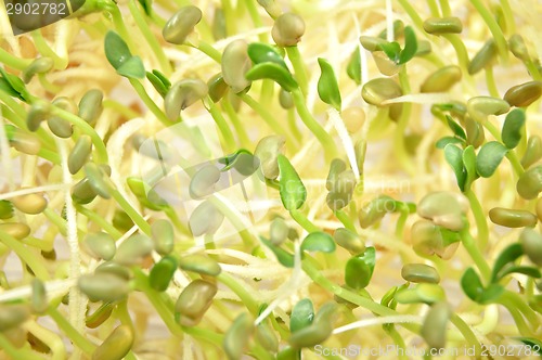 Image of Sprouted vegetables