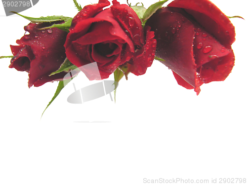 Image of Red roses on the top edge of a white background 