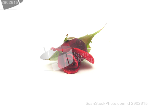 Image of One red rose with water drops on white background
