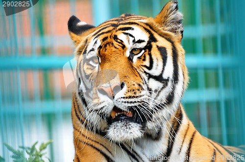 Image of tiger portrait