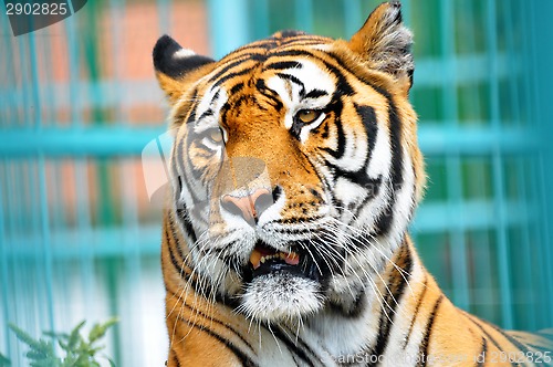 Image of tiger portrait