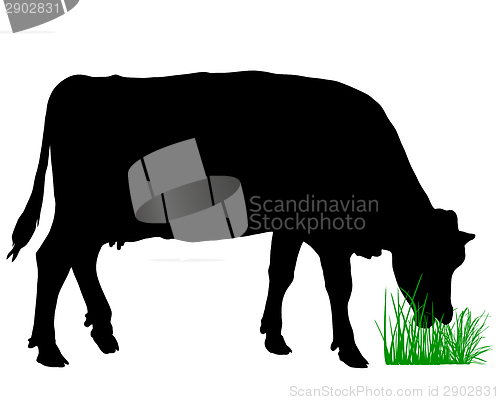 Image of Grazing cow
