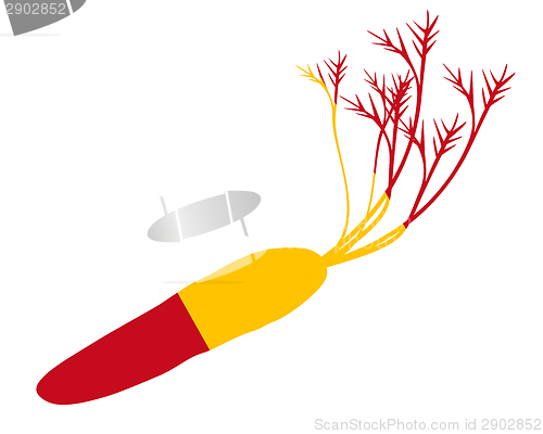 Image of Spanish carrot