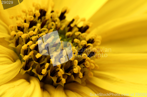 Image of Yellow flower