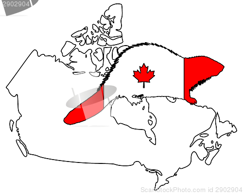 Image of Canadian Beaver