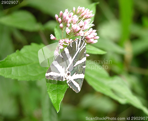 Image of Jersey Tiger sitting on a bloom sukking sap