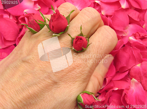 Image of Pink rose buds as finger emblazonment on petals as background