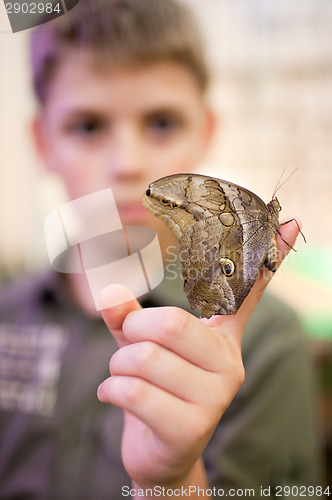 Image of Giant Peacock Moth on child's finger