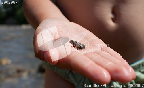 Image of Baby frog in child's hand