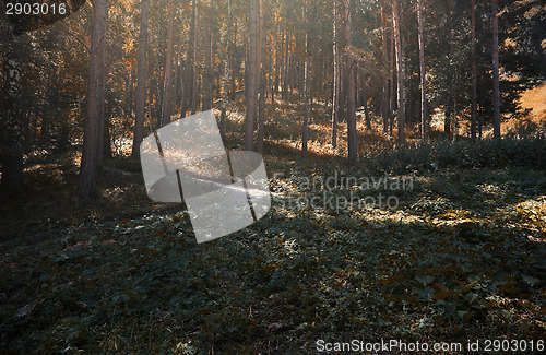 Image of Pinewood forest