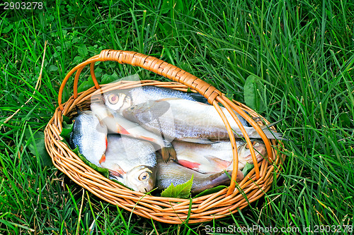 Image of Wattled basket with the caught fish on the river bank.