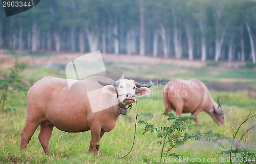 Image of Two water buffaloes in Thailand